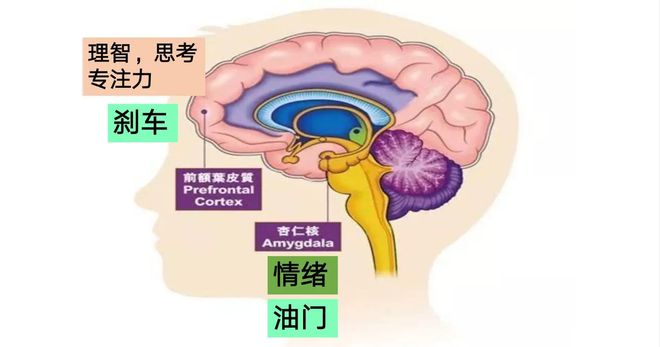 网游成瘾 大脑-网游成瘾：大脑奖赏系统的秘密揭秘