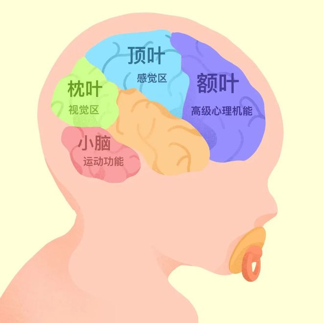 网游成瘾 大脑_沉迷网游大脑_网游大脑结构