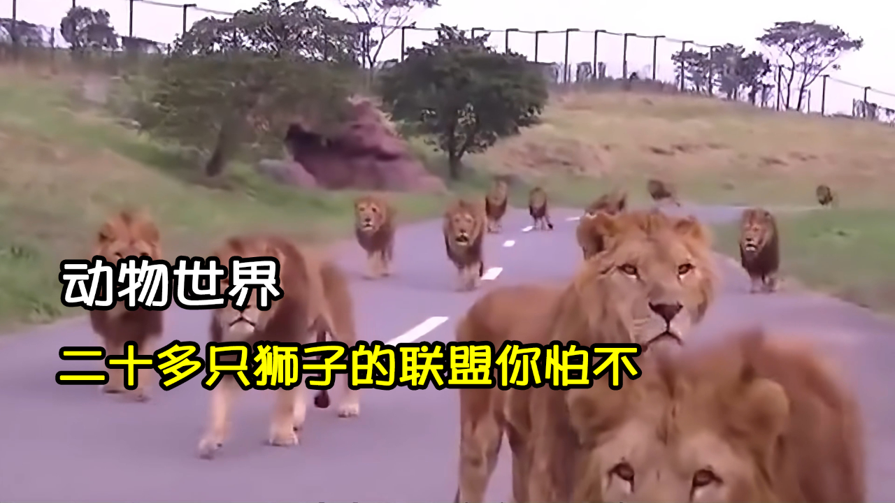 雄狮开始野战游戏叫什么_野战雄狮游戏音乐_野战雄狮 开始游戏