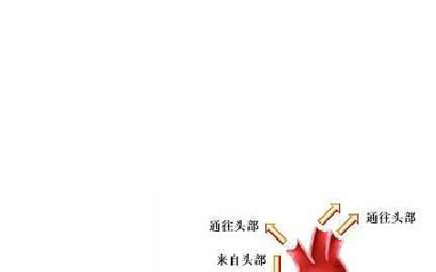血液循环动画_血液循环动画系统图_血液循环系统 动画