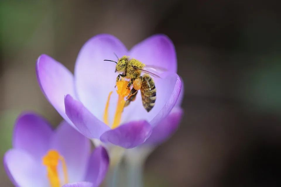 步步为营桌游策略-步步为营：策略桌游的魅力与挑战，掌控中心区