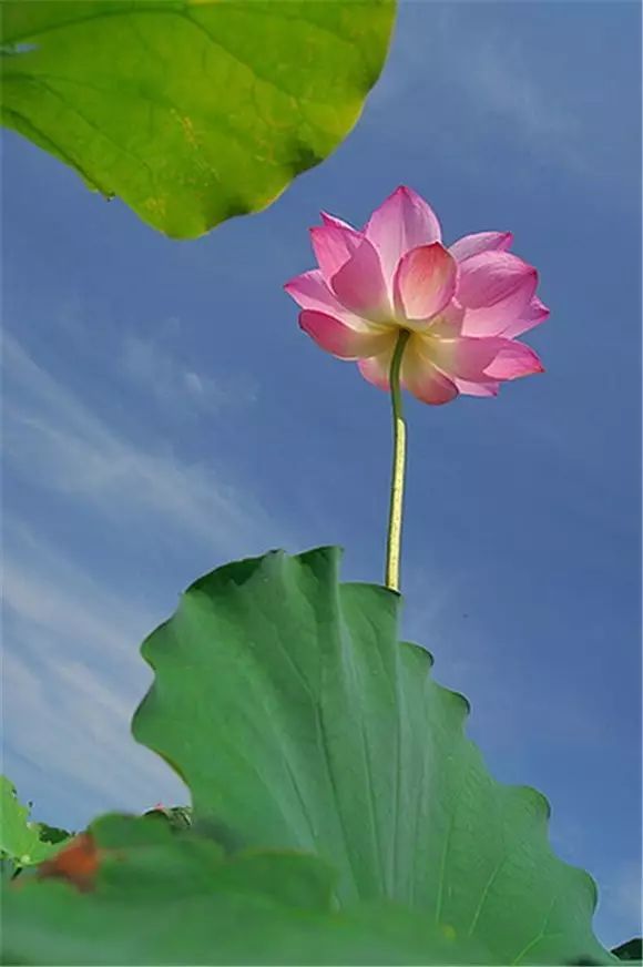大班民间游戏荷花荷花几时开_民间游戏 荷花荷花几月开_民间游戏荷花荷花几月开