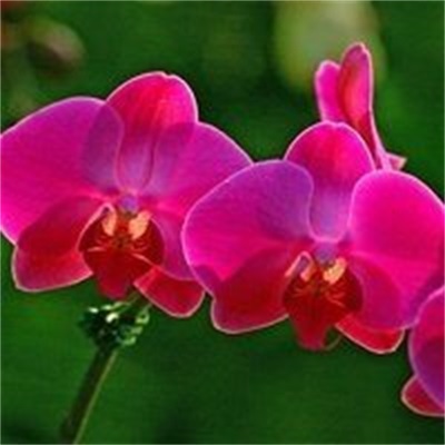 微信头像蔷薇花动漫版_微信头像蔷薇花图片大全_蔷薇头像图片