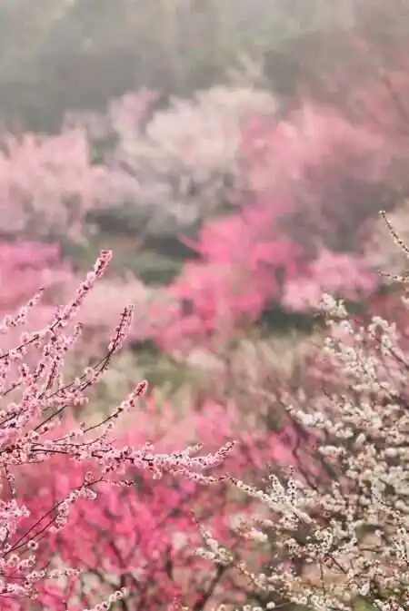 狼蒲松龄动画-狼蒲松龄：一部充满东方神秘色彩的动画，带你领略