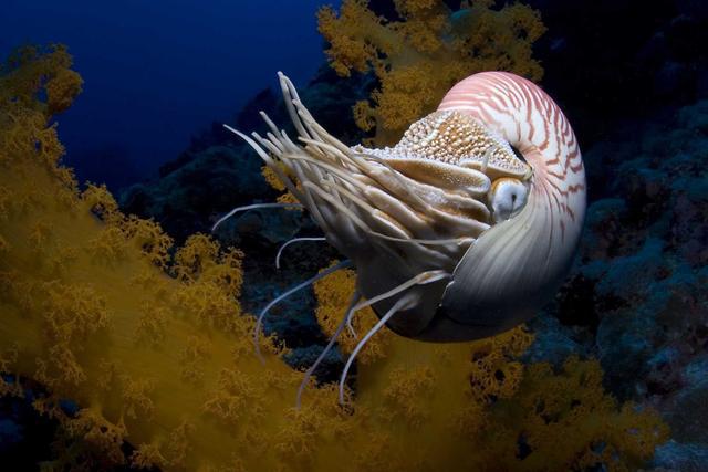 网络原理实验_上网软件 实现原理_上网设计