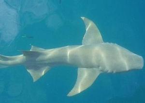 太平洋睡鲨,深海中的神秘巨兽