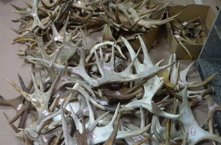 驼鹿角,驼鹿角的起源与价值