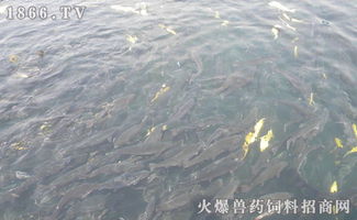 死水是什么意思,死水的含义与比喻