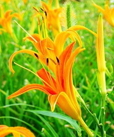 忘忧草,自然界的安眠良药与心灵慰藉