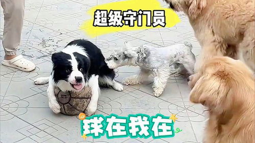狗狗丢球游戏,轻松掌握丢球游戏的乐趣
