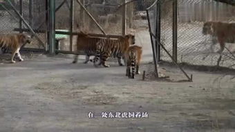 复古港风游戏,畅游香港风情